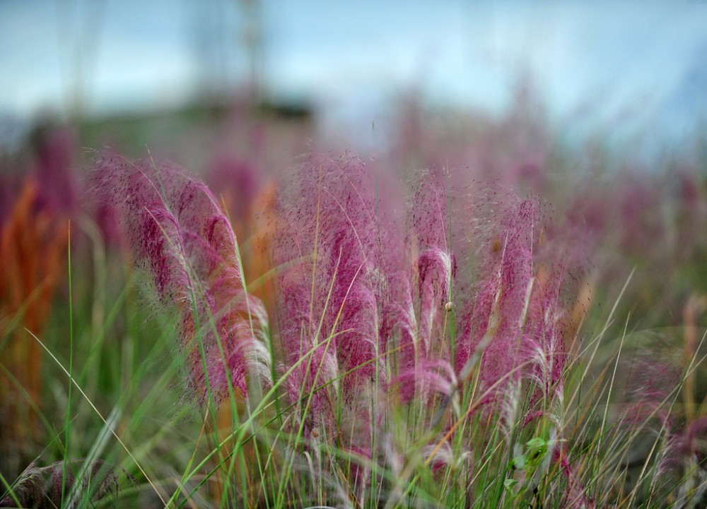 muhlenbergia_capillaris_2